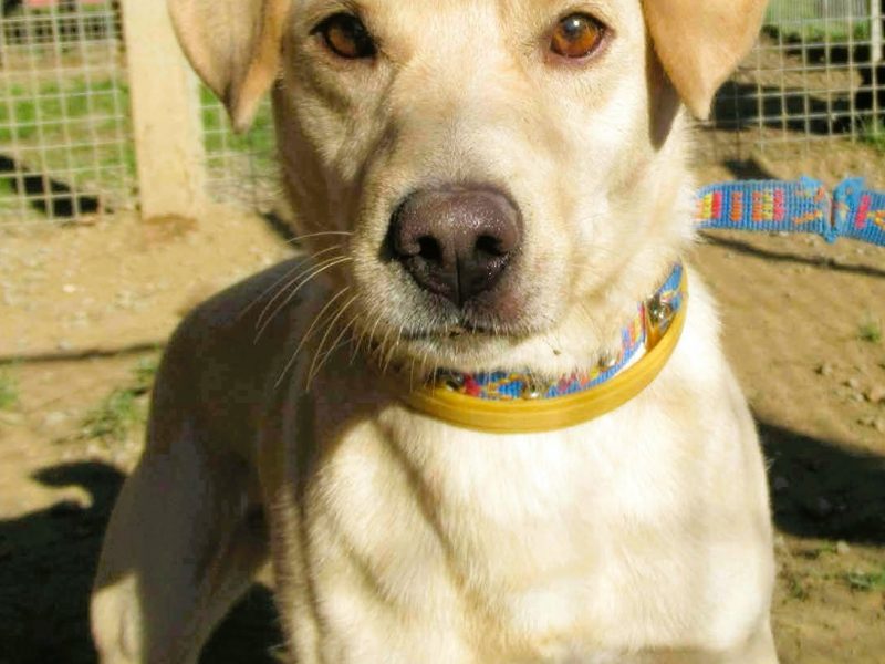 ABI - mini labrador szuka dobrego domu