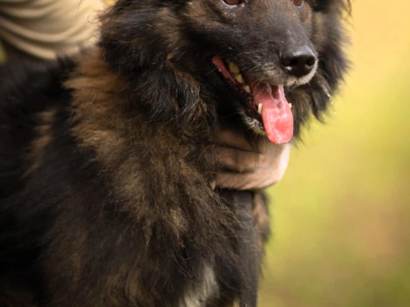 PUSZEK - roczny, super psiak do adopcji
