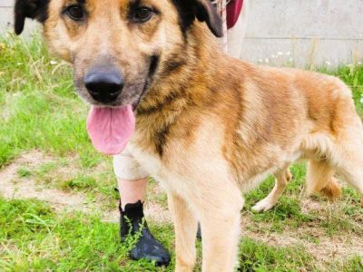 KUBUŚ - zaniedbany, kochany pro ludzki psiak do adopcji