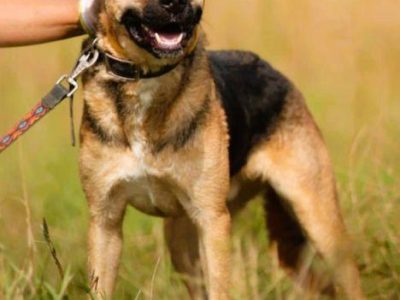 CZARUŚ - kochany psiak porzucony jak zbędna rzecz, ADOPTUJ