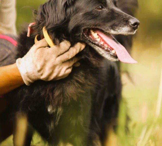 DISEL - w typie mini flat coated retriver szuka domu