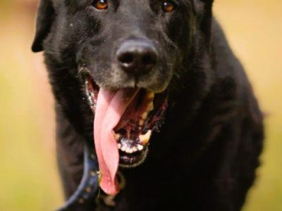 PORTER - mix labradora szuka najlepszego domu