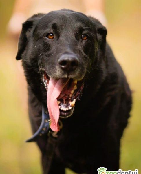 PORTER - mix labradora szuka najlepszego domu