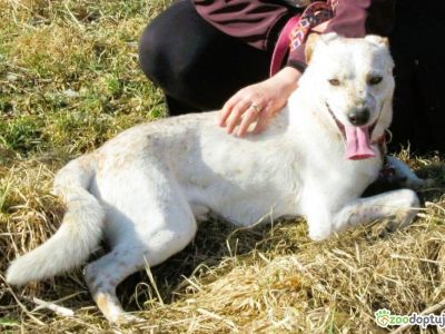 ROY - mini biszkoptowy labrador szuka domu