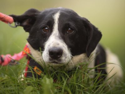 MIKI - szuka swojego człowieka, ADOPTUJ