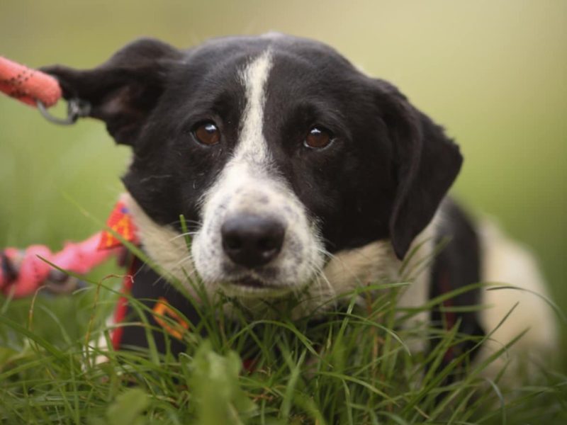 MIKI - szuka swojego człowieka, ADOPTUJ