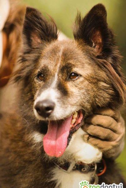 ERWIN - piękny psiak w typie border collie szuka domu