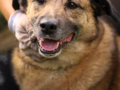 KUBUŚ - zaniedbany, kochany pro ludzki psiak do adopcji