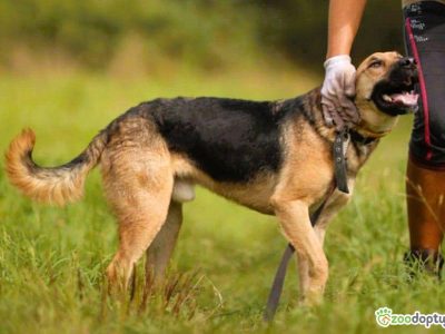 CZARUŚ - kochany psiak porzucony jak zbędna rzecz, ADOPTUJ