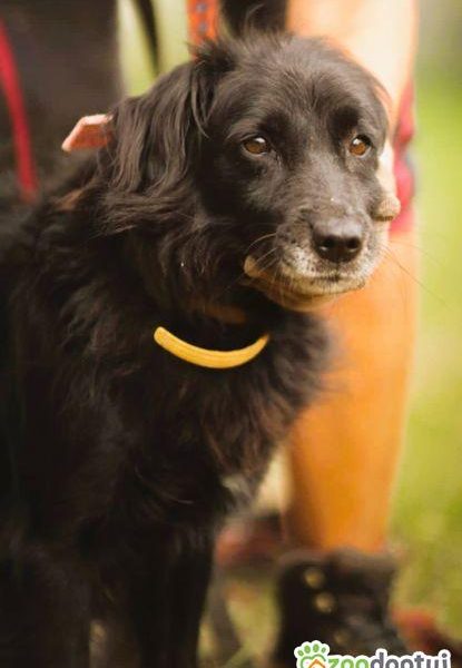 DISEL - w typie mini flat coated retriver szuka domu