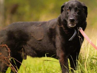 PORTER - mix labradora szuka najlepszego domu