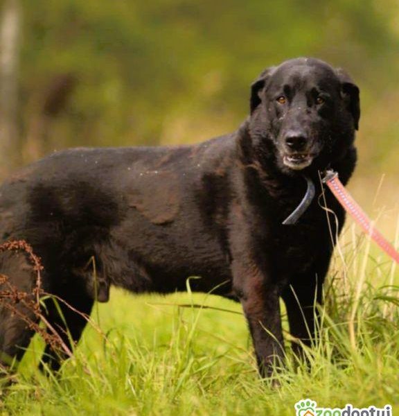 PORTER - mix labradora szuka najlepszego domu