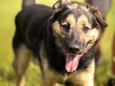 KAZANEK - młodziuktki, kochany psiak do adopcji