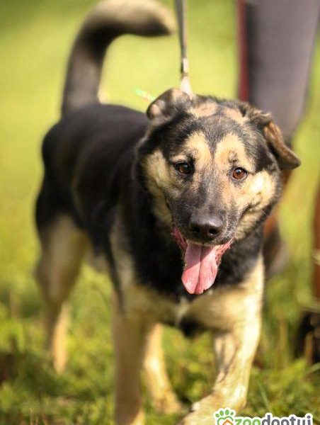 KAZANEK - młodziuktki, kochany psiak do adopcji