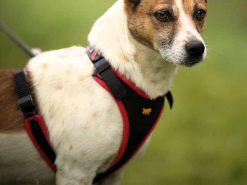 KUNIK - piękny psiak w typie jack russell terrier szuka domu