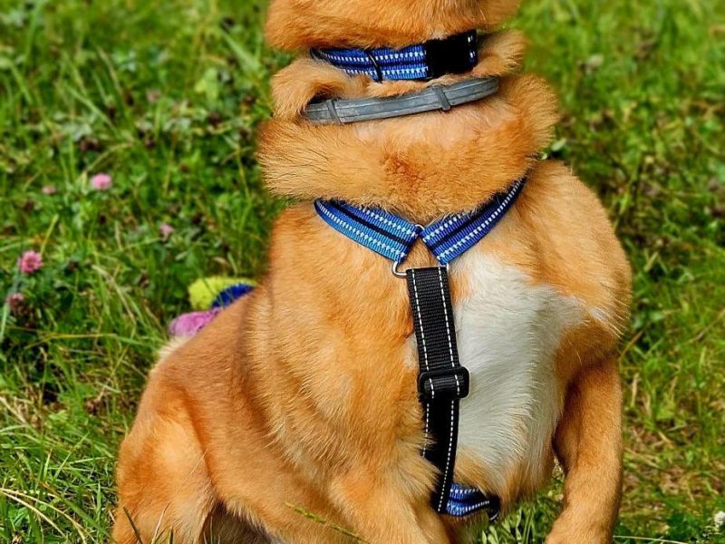 Psi senior Doggi szuka domu!