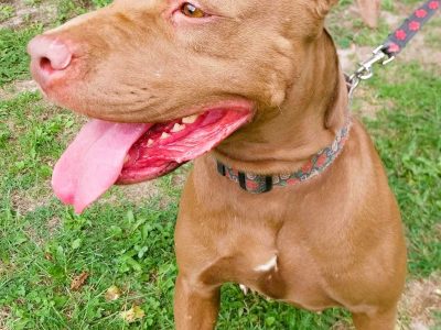 COLA - pitbull która ma tydzień na znalezienie dobrego domu
