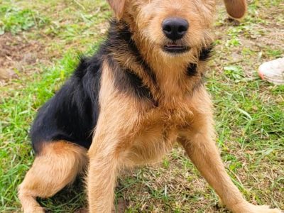 NUTKA - 7kg cudowna młoda sunia, ADOPTUJ