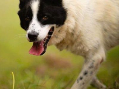 TAKO - piękny, kochany psiak szuka najlepszego domu