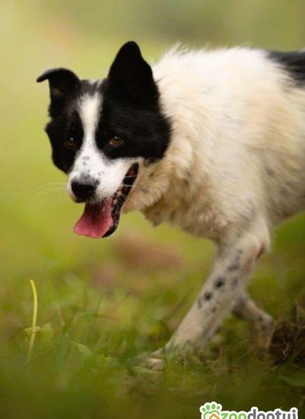TAKO - piękny, kochany psiak szuka najlepszego domu