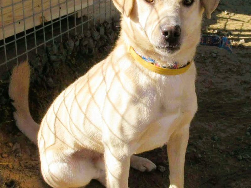 ABI - mini labrador szuka dobrego domu
