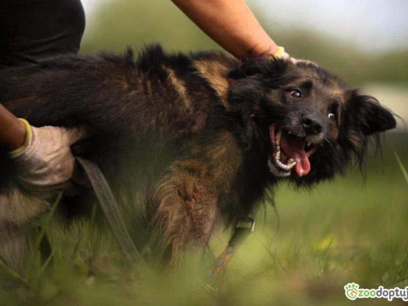 PUSZEK - roczny, super psiak do adopcji