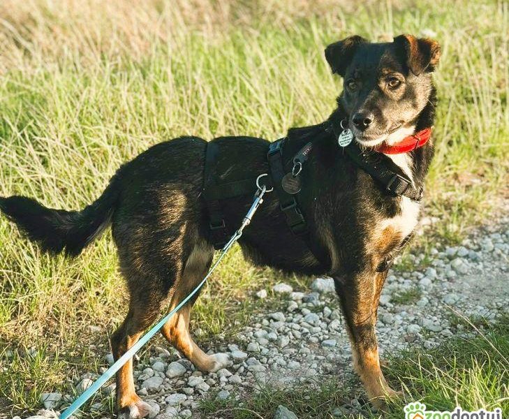 KIKI - niepozorna z wyglądu, cudowna z charakteru, ADOPTUJ!
