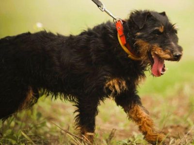 FRED - kochany psiak w typie jagdterriera szuka domu
