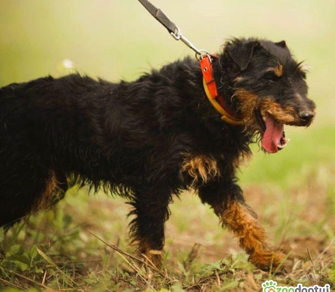 FRED - kochany psiak w typie jagdterriera szuka domu