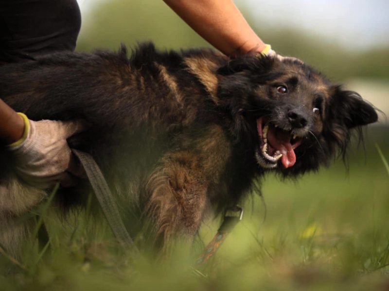 PUSZEK - roczny, super psiak do adopcji