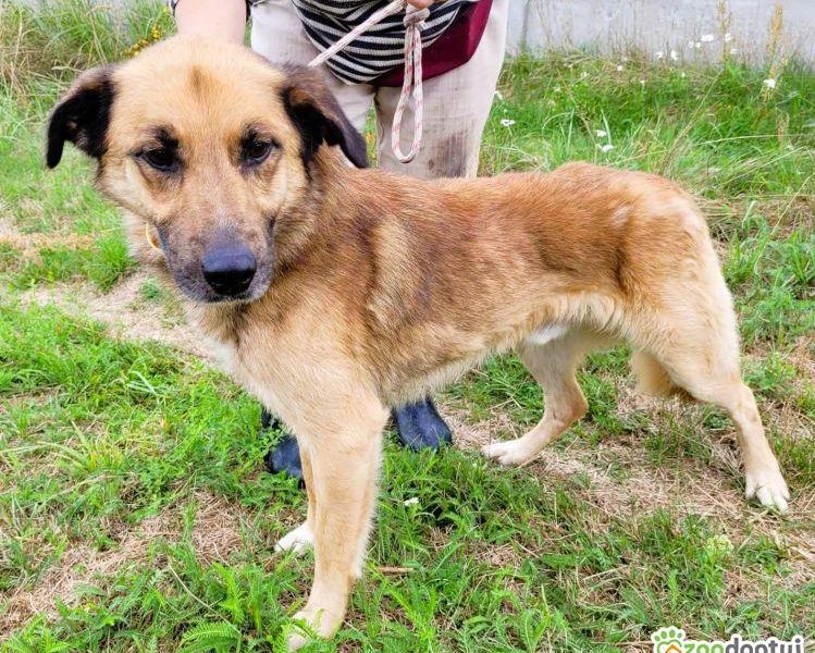 KUBUŚ - zaniedbany, kochany pro ludzki psiak do adopcji