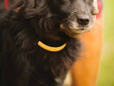 DISEL - w typie mini flat coated retriver szuka domu