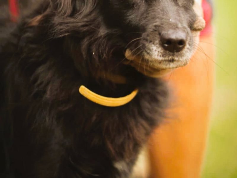 DISEL - w typie mini flat coated retriver szuka domu