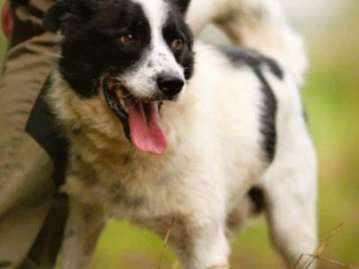 TAKO - piękny, kochany psiak szuka najlepszego domu