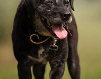TOBI - kochany, łagodny psiak szuka najlepszego domu