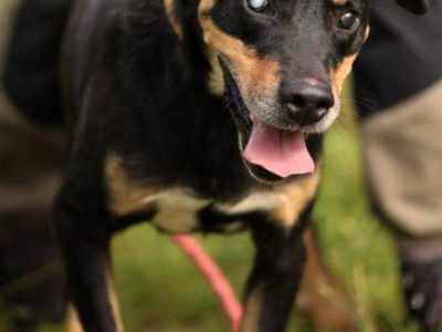 FIGARO - niewidomy psiak za kratami schroniska, ADOPTUJ!