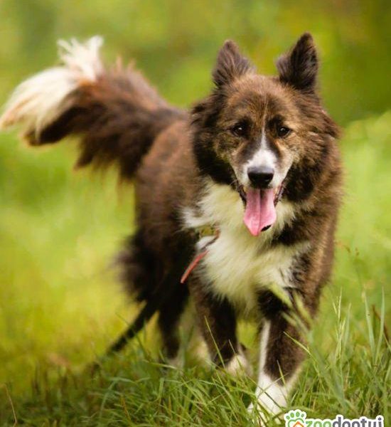 ERWIN - piękny psiak w typie border collie szuka domu