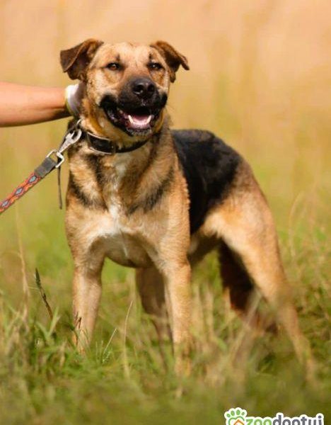 CZARUŚ - kochany psiak porzucony jak zbędna rzecz, ADOPTUJ