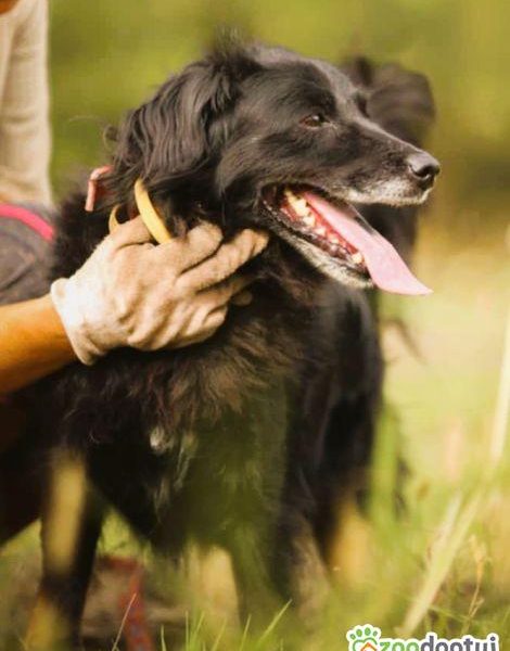 DISEL - w typie mini flat coated retriver szuka domu