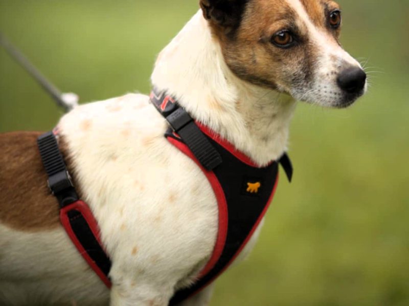 KUNIK - piękny psiak w typie jack russell terrier szuka domu