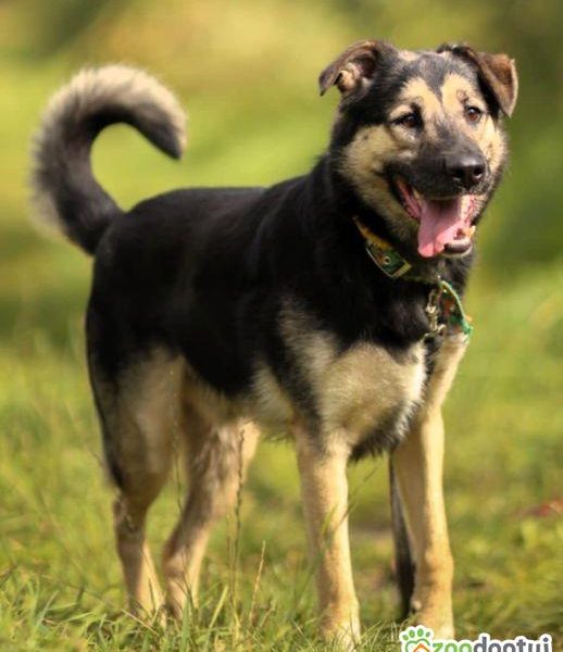 KAZANEK - młodziuktki, kochany psiak do adopcji