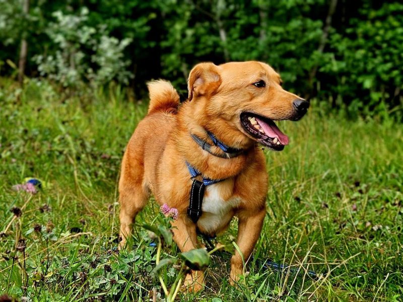 Psi senior Doggi szuka domu!