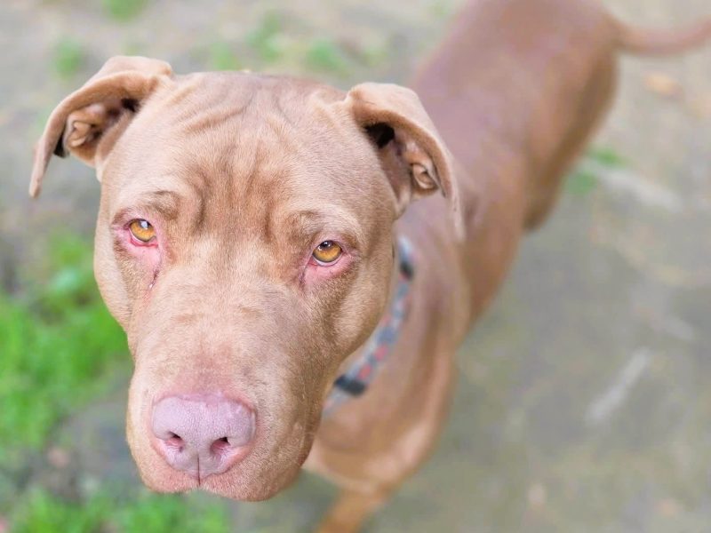 COLA - pitbull która ma tydzień na znalezienie dobrego domu