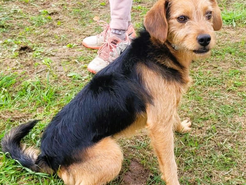 NUTKA - 7kg cudowna młoda sunia, ADOPTUJ