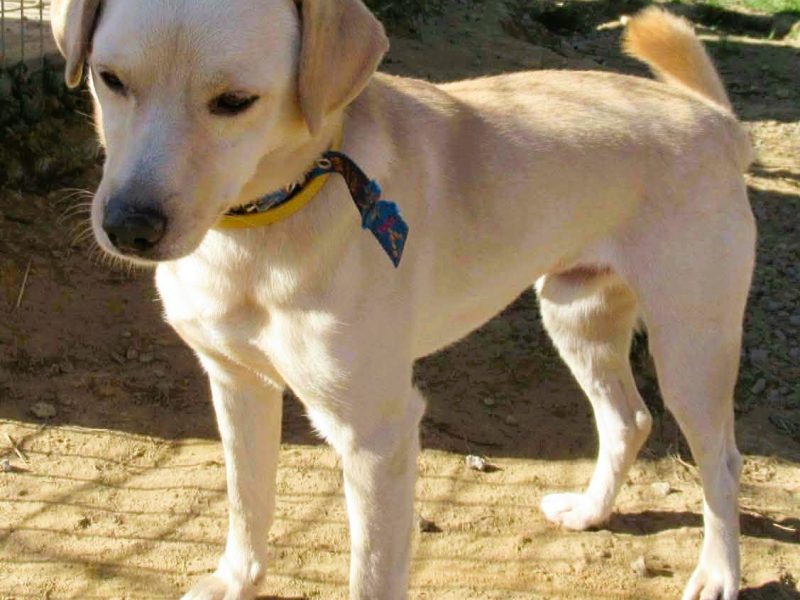 ABI - mini labrador szuka dobrego domu
