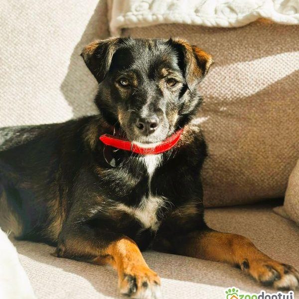 KIKI - niepozorna z wyglądu, cudowna z charakteru, ADOPTUJ!