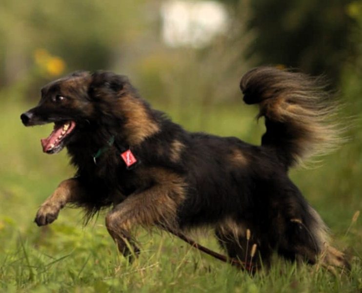 PUSZEK - roczny, super psiak do adopcji