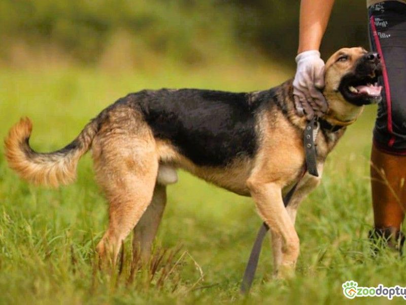 CZARUŚ - kochany psiak porzucony jak zbędna rzecz, ADOPTUJ