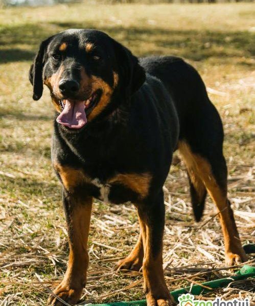 SZAFIR - piękny psiak w typie gończy polski szuka domu