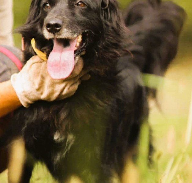 DISEL - w typie mini flat coated retriver szuka domu